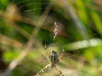 Wespenspinne Weibchen Unterseite